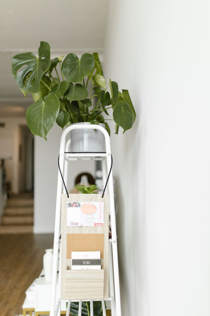 collection-05 A Monstera plant sits atop a stylish ladder organizer, creating a modern and minimalistic decor in a well-lit room.